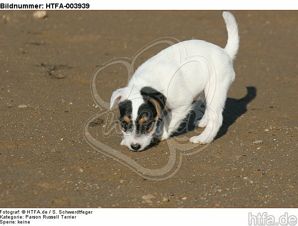 Parson Russell Terrier Welpe / parson russell terrier puppy / HTFA-003939