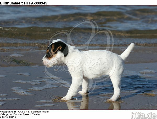 Parson Russell Terrier Welpe / parson russell terrier puppy / HTFA-003945