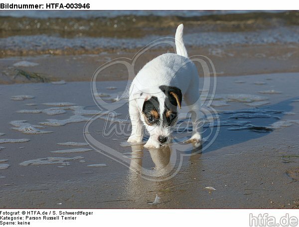 Parson Russell Terrier Welpe / parson russell terrier puppy / HTFA-003946