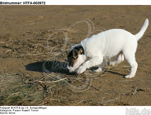 Parson Russell Terrier Welpe / parson russell terrier puppy / HTFA-003972