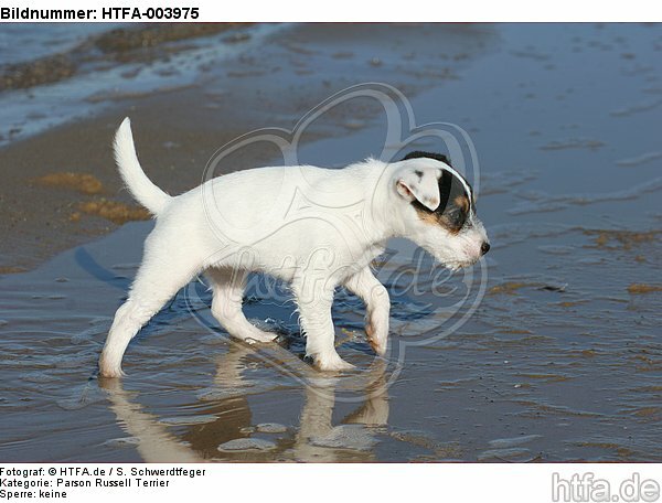 Parson Russell Terrier Welpe / parson russell terrier puppy / HTFA-003975