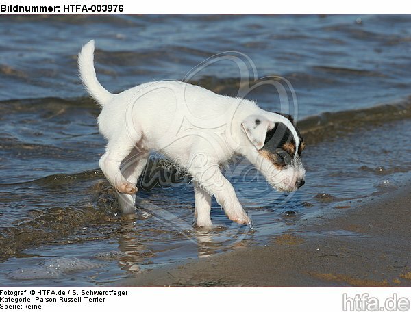 Parson Russell Terrier Welpe / parson russell terrier puppy / HTFA-003976