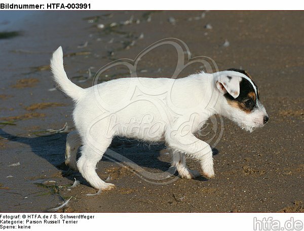 Parson Russell Terrier Welpe / parson russell terrier puppy / HTFA-003991