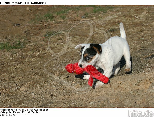 Parson Russell Terrier Welpe / parson russell terrier puppy / HTFA-004007