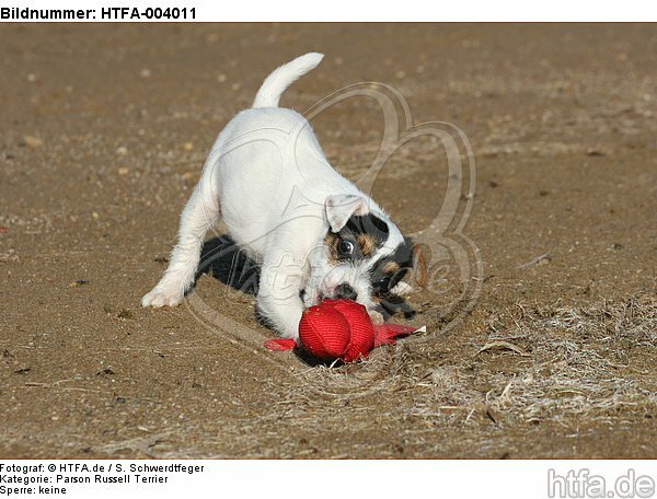 Parson Russell Terrier Welpe / parson russell terrier puppy / HTFA-004011