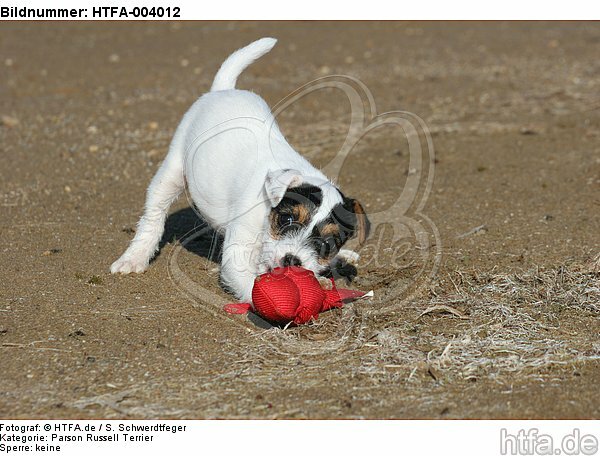 Parson Russell Terrier Welpe / parson russell terrier puppy / HTFA-004012