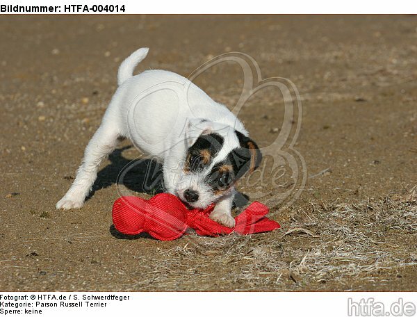 Parson Russell Terrier Welpe / parson russell terrier puppy / HTFA-004014