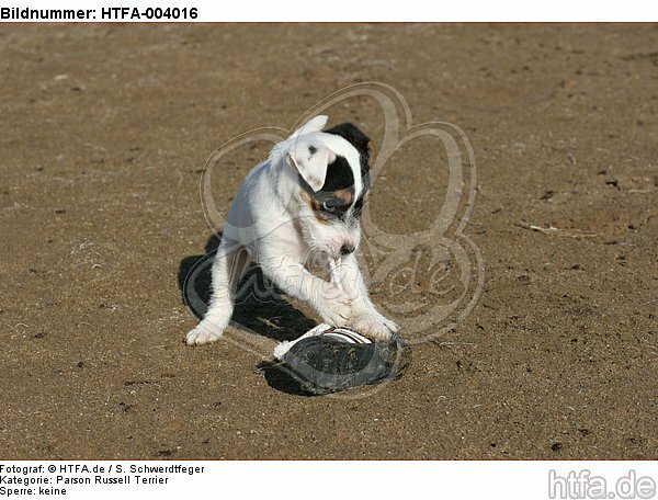 Parson Russell Terrier Welpe / parson russell terrier puppy / HTFA-004016