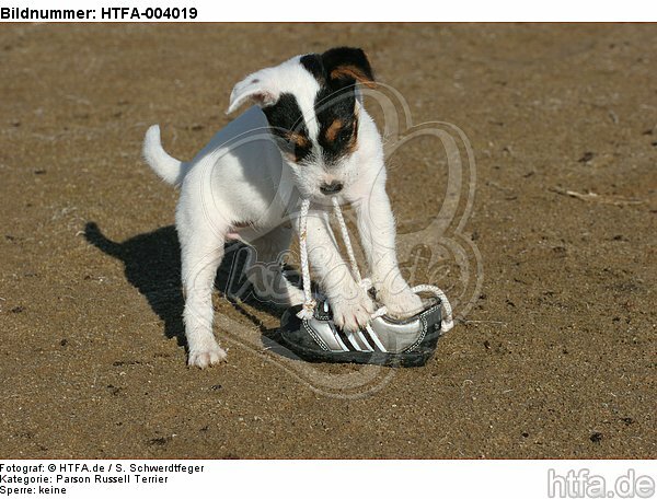 Parson Russell Terrier Welpe / parson russell terrier puppy / HTFA-004019