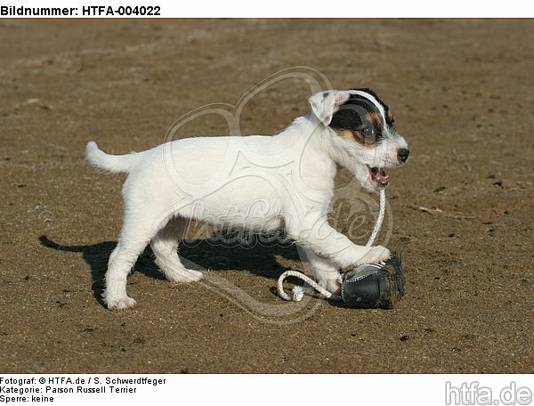 Parson Russell Terrier Welpe / parson russell terrier puppy / HTFA-004022