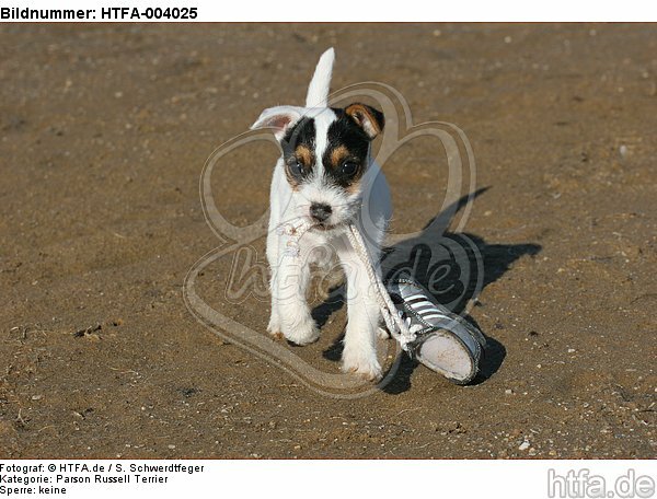 Parson Russell Terrier Welpe / parson russell terrier puppy / HTFA-004025