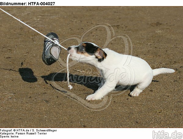 Parson Russell Terrier Welpe / parson russell terrier puppy / HTFA-004027