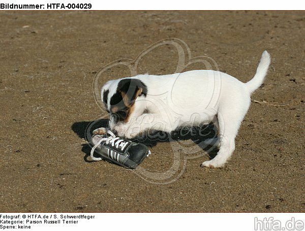 Parson Russell Terrier Welpe / parson russell terrier puppy / HTFA-004029