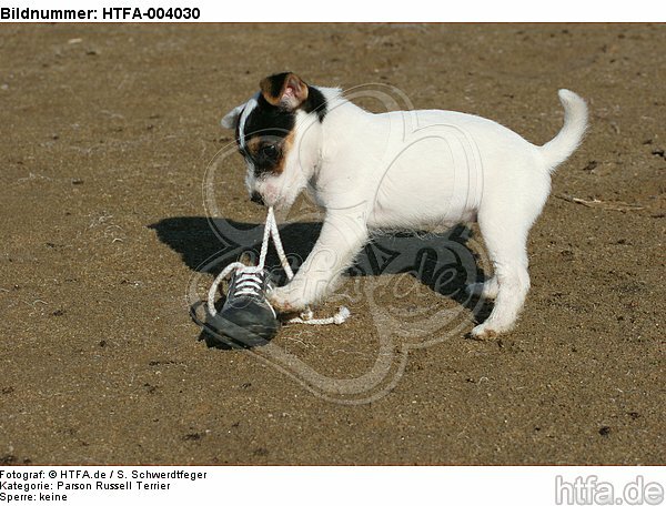 Parson Russell Terrier Welpe / parson russell terrier puppy / HTFA-004030