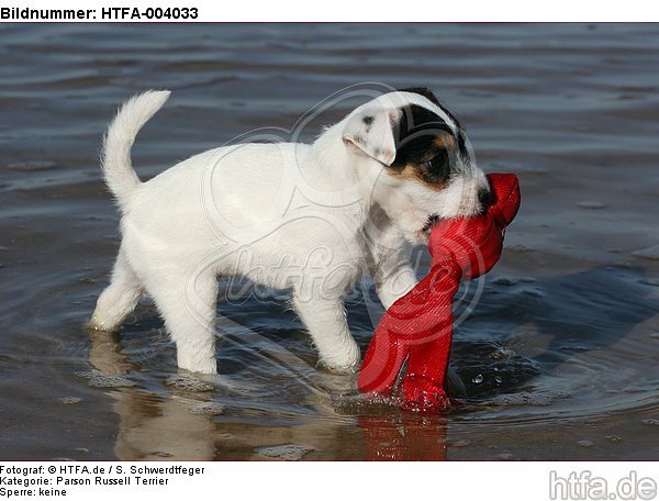 Parson Russell Terrier Welpe / parson russell terrier puppy / HTFA-004033