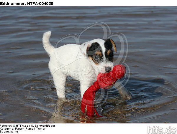 Parson Russell Terrier Welpe / parson russell terrier puppy / HTFA-004035