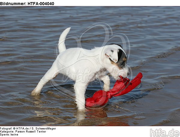 Parson Russell Terrier Welpe / parson russell terrier puppy / HTFA-004040