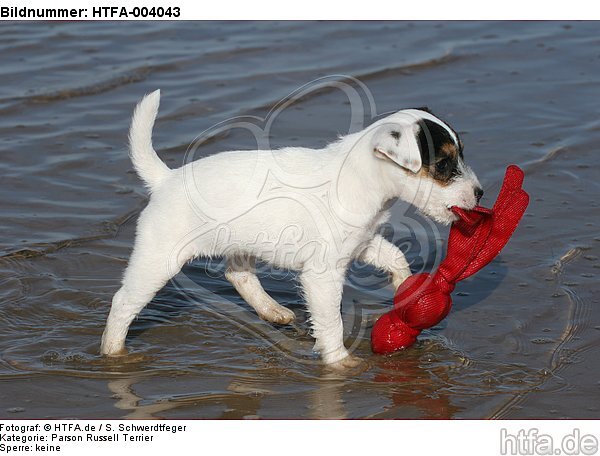 Parson Russell Terrier Welpe / parson russell terrier puppy / HTFA-004043