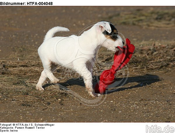 Parson Russell Terrier Welpe / parson russell terrier puppy / HTFA-004048