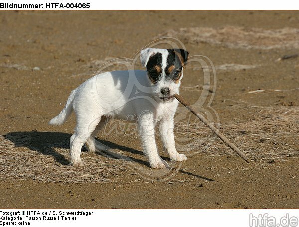 Parson Russell Terrier Welpe / parson russell terrier puppy / HTFA-004065
