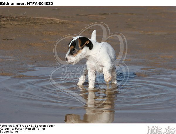 Parson Russell Terrier Welpe / parson russell terrier puppy / HTFA-004080