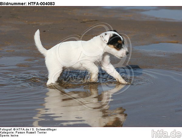 Parson Russell Terrier Welpe / parson russell terrier puppy / HTFA-004083