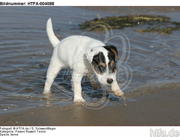 Parson Russell Terrier Welpe / parson russell terrier puppy / HTFA-004088