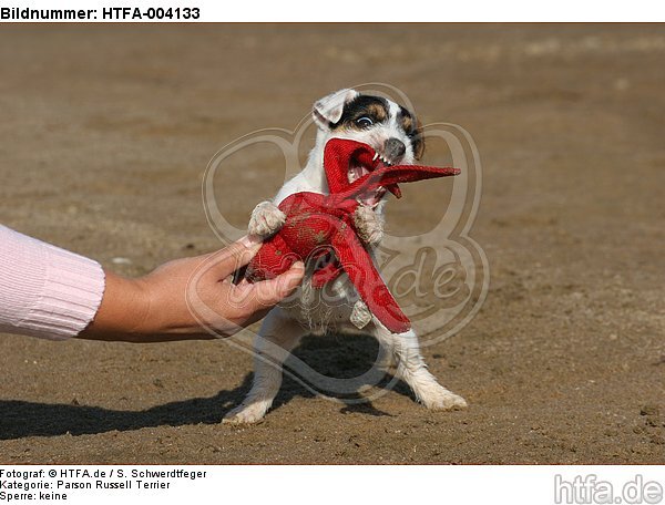 Parson Russell Terrier Welpe / parson russell terrier puppy / HTFA-004133