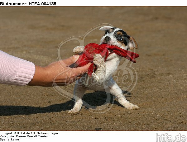 Parson Russell Terrier Welpe / parson russell terrier puppy / HTFA-004135