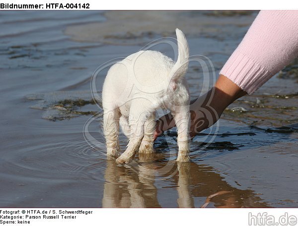 Parson Russell Terrier Welpe / parson russell terrier puppy / HTFA-004142