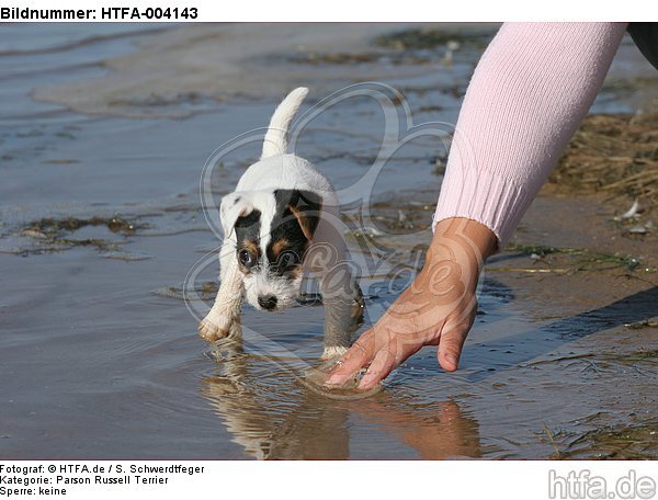 Parson Russell Terrier Welpe / parson russell terrier puppy / HTFA-004143