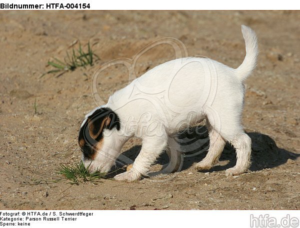 Parson Russell Terrier Welpe / parson russell terrier puppy / HTFA-004154