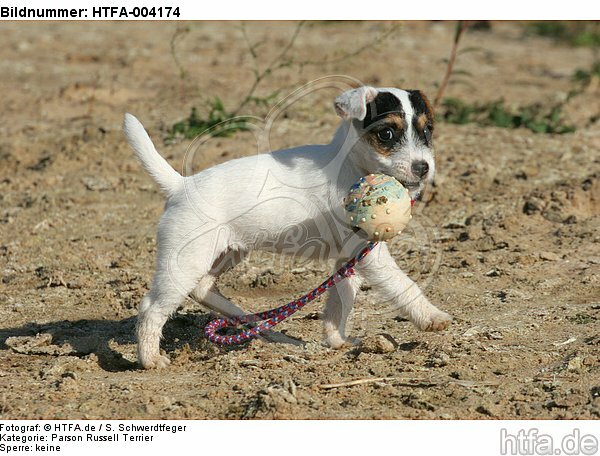 Parson Russell Terrier Welpe / parson russell terrier puppy / HTFA-004174