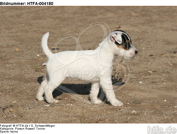 Parson Russell Terrier Welpe / parson russell terrier puppy / HTFA-004180