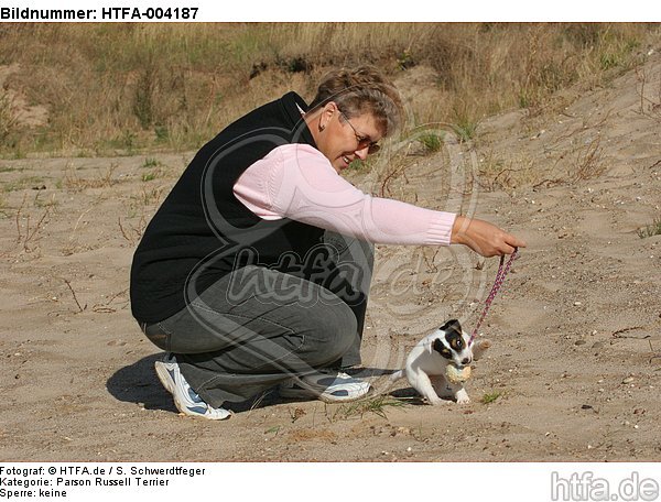 Parson Russell Terrier Welpe / parson russell terrier puppy / HTFA-004187