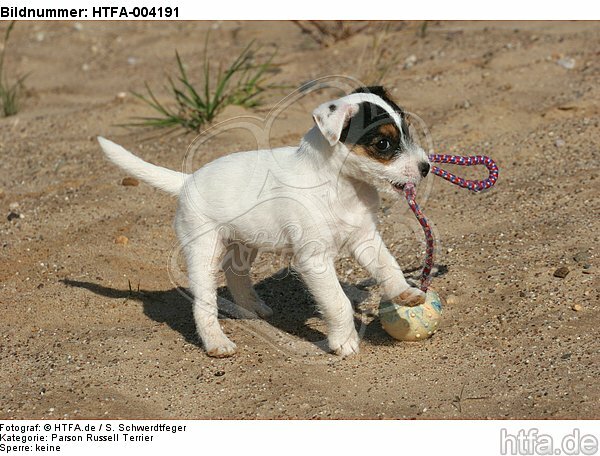 Parson Russell Terrier Welpe / parson russell terrier puppy / HTFA-004191