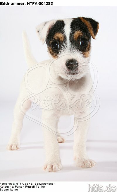 Parson Russell Terrier Welpe / parson russell terrier puppy / HTFA-004283