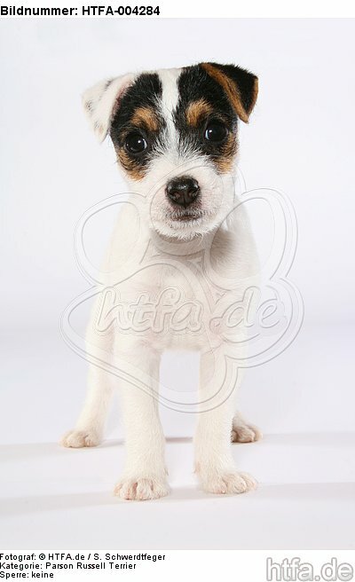 Parson Russell Terrier Welpe / parson russell terrier puppy / HTFA-004284
