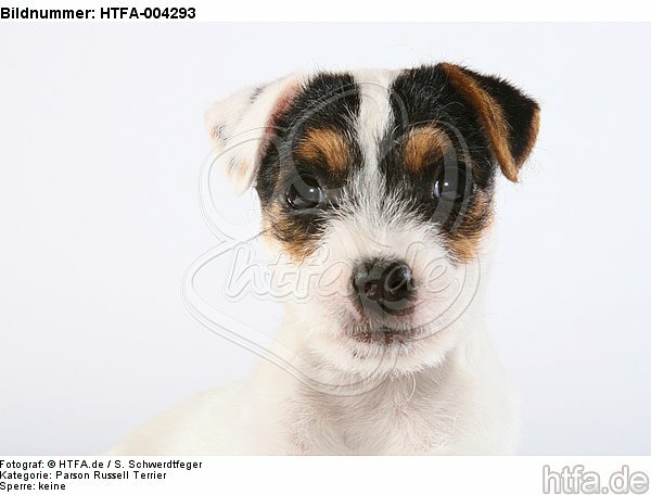 Parson Russell Terrier Welpe / parson russell terrier puppy / HTFA-004293
