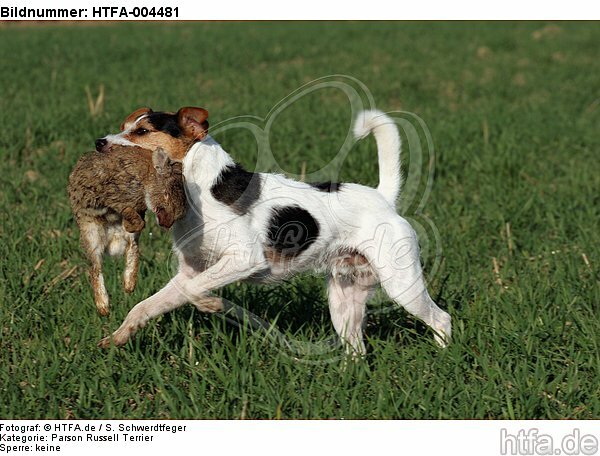 Parson Russell Terrier / HTFA-004481