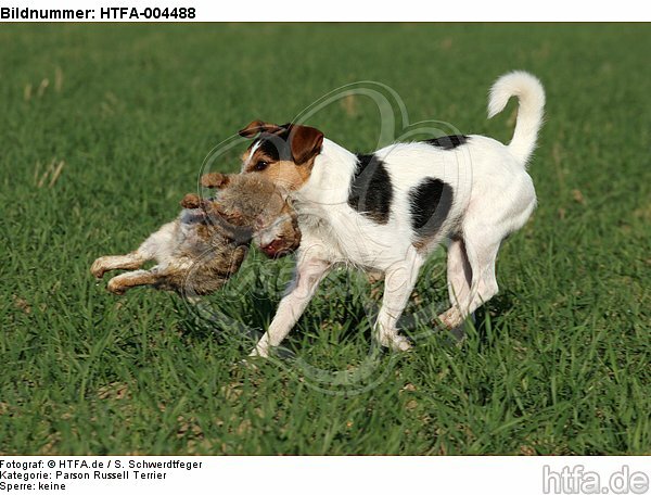 Parson Russell Terrier / HTFA-004488