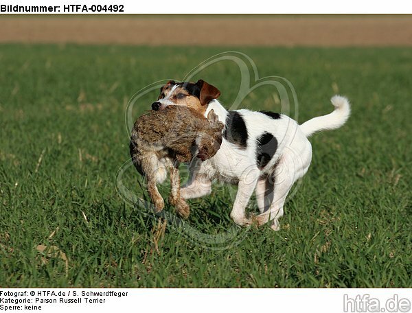 Parson Russell Terrier / HTFA-004492