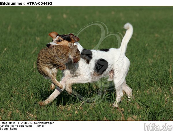 Parson Russell Terrier / HTFA-004493