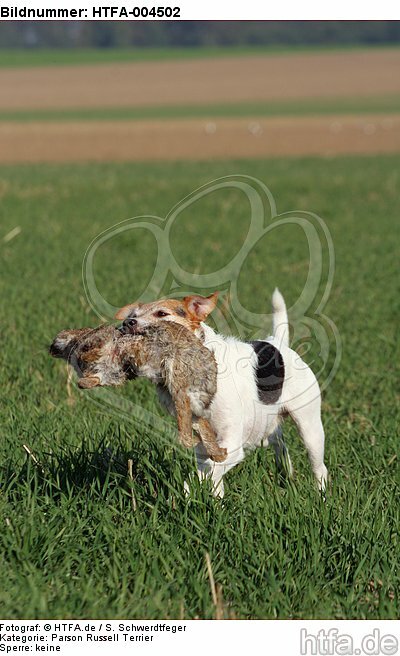 Parson Russell Terrier / HTFA-004502