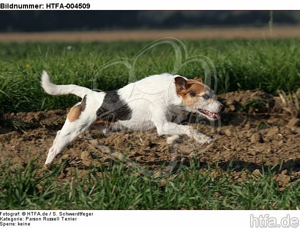 Parson Russell Terrier / HTFA-004509