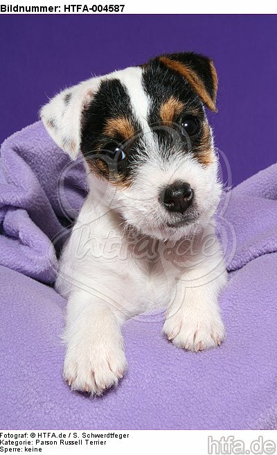 Parson Russell Terrier Welpe / parson russell terrier puppy / HTFA-004587