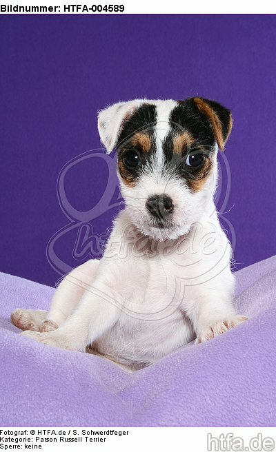 Parson Russell Terrier Welpe / parson russell terrier puppy / HTFA-004589
