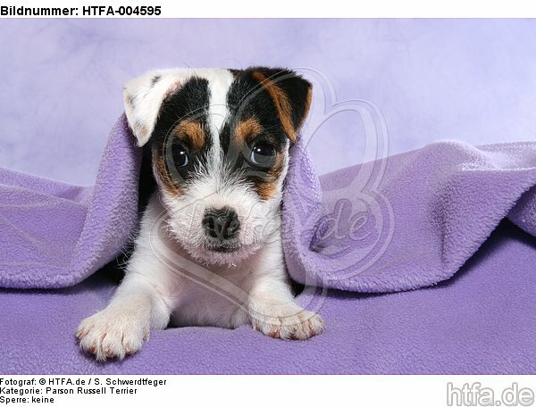 Parson Russell Terrier Welpe / parson russell terrier puppy / HTFA-004595