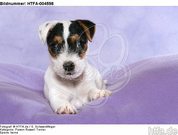 Parson Russell Terrier Welpe / parson russell terrier puppy / HTFA-004598