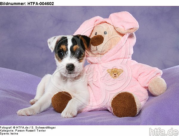Parson Russell Terrier Welpe / parson russell terrier puppy / HTFA-004602